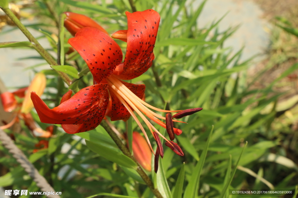 百合花