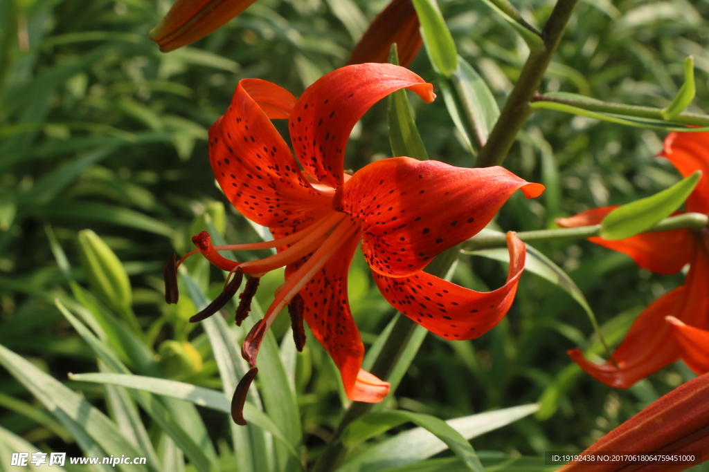 百合花