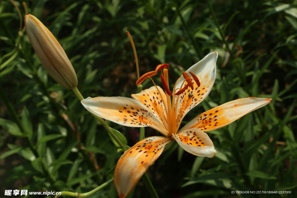 百合花
