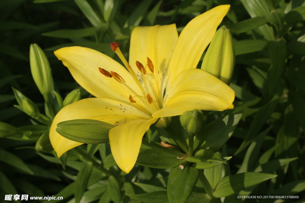 百合花