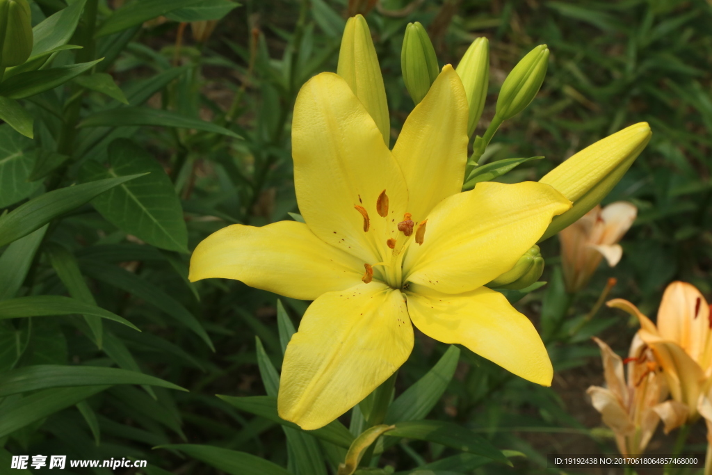 百合花