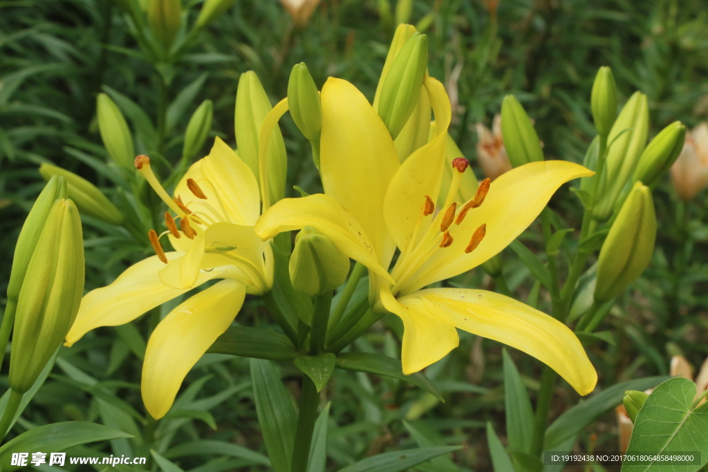 百合花