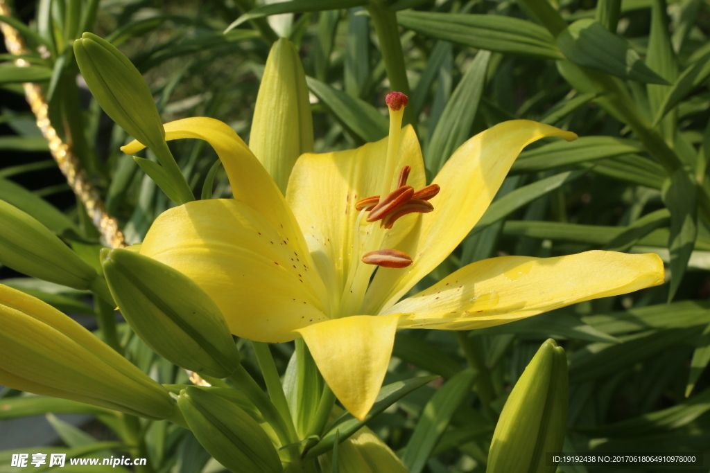 百合花