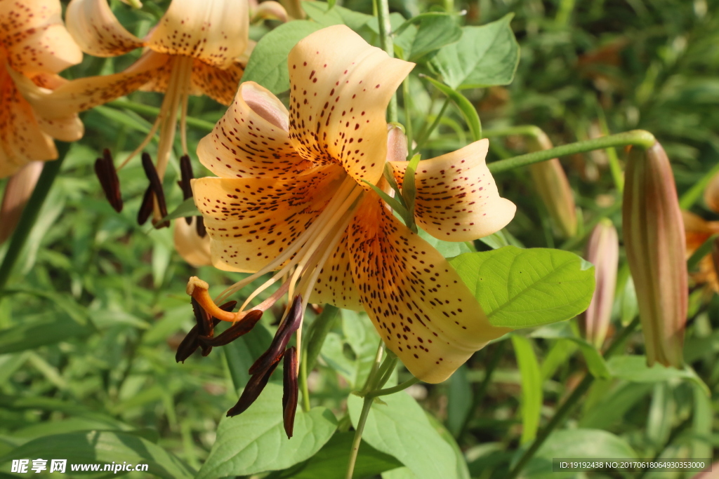 百合花