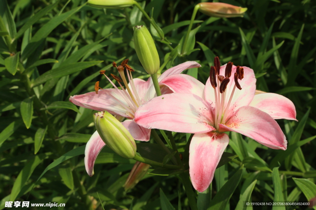 百合花