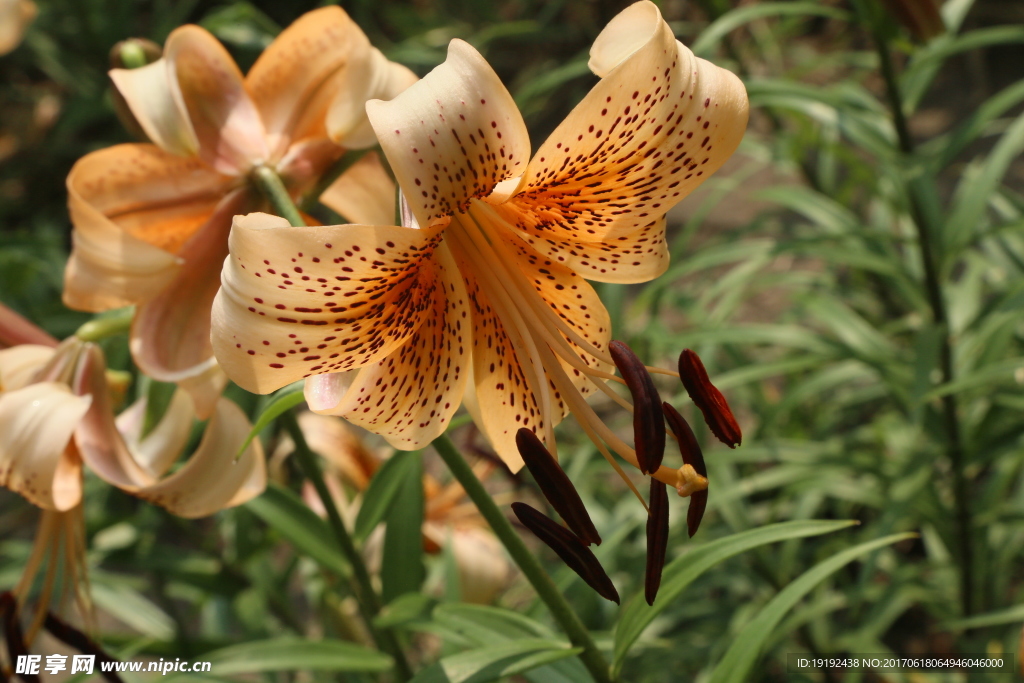 百合花