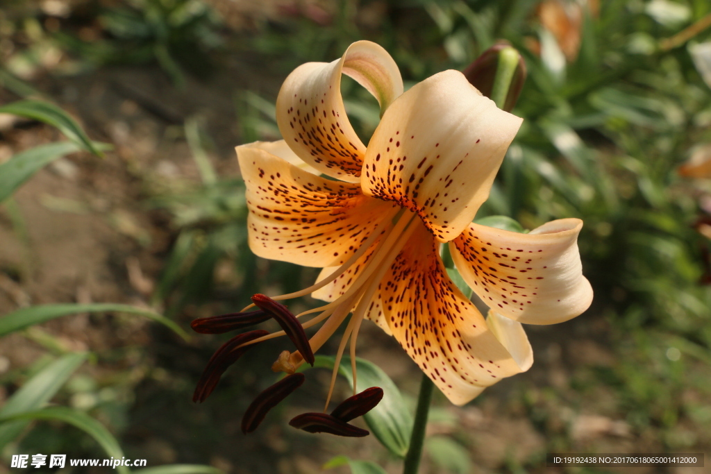 百合花