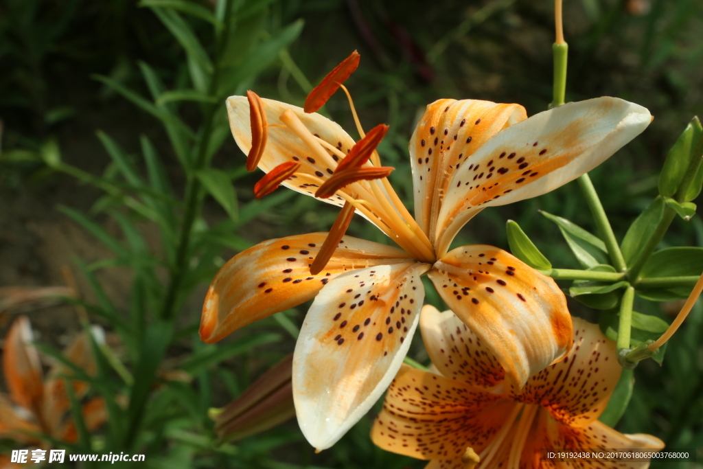 百合花