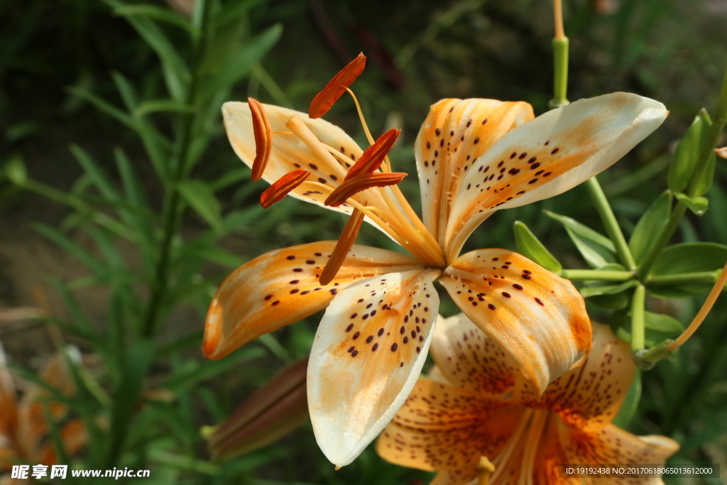 百合花