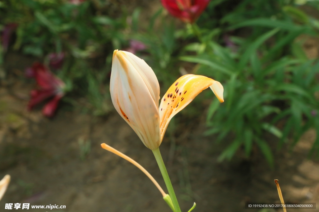 百合花