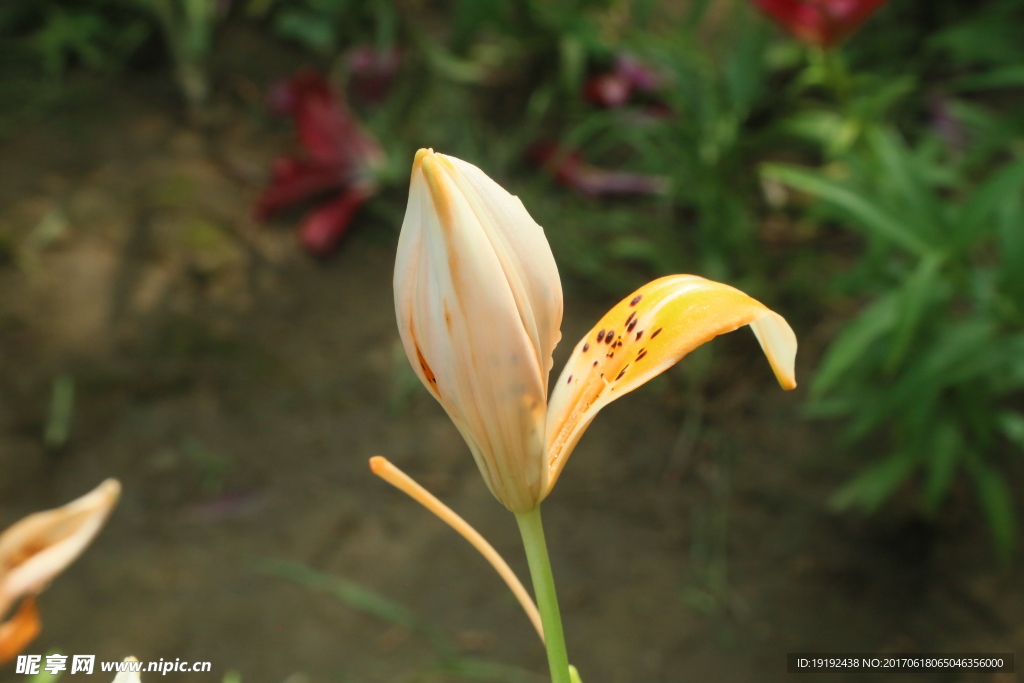 百合花