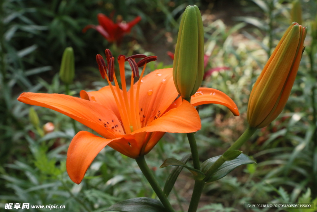 百合花