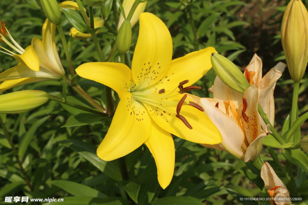 百合花