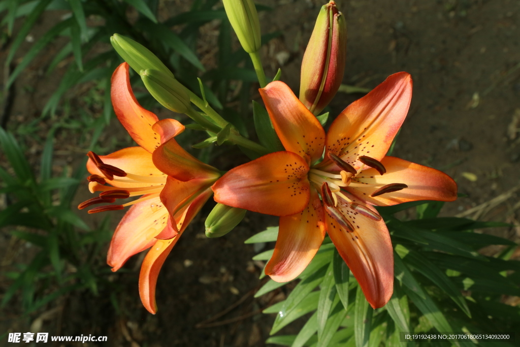 百合花