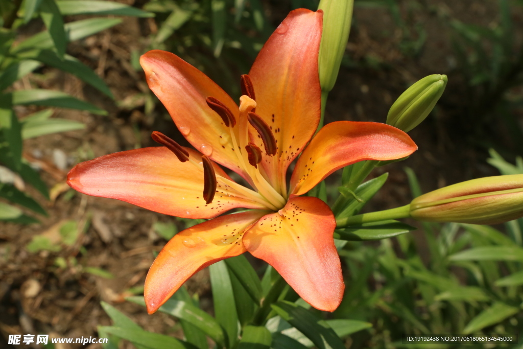 百合花