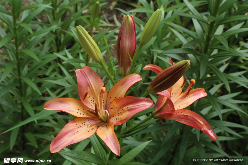 百合花