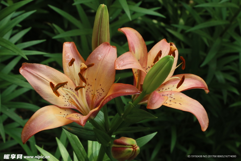 百合花