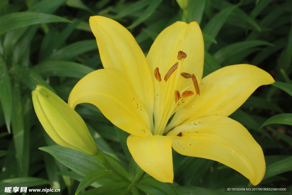百合花