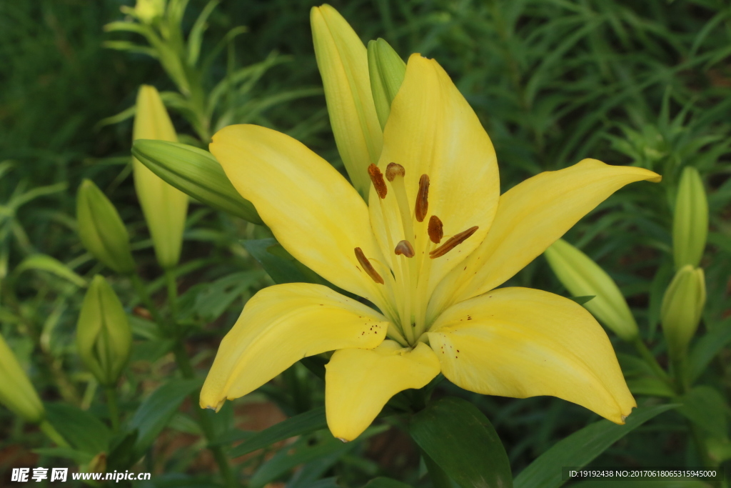 百合花