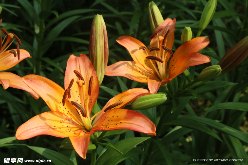 百合花