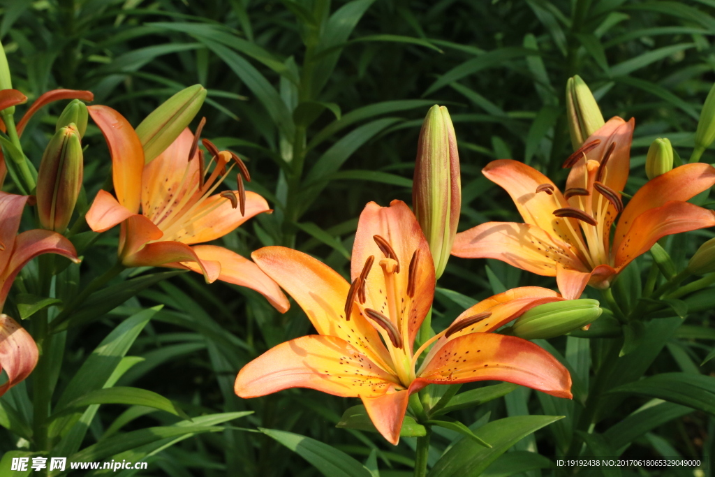 百合花