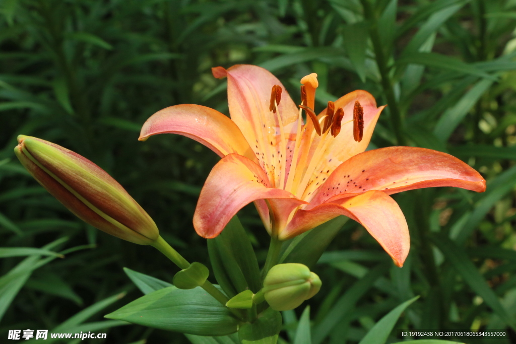 百合花