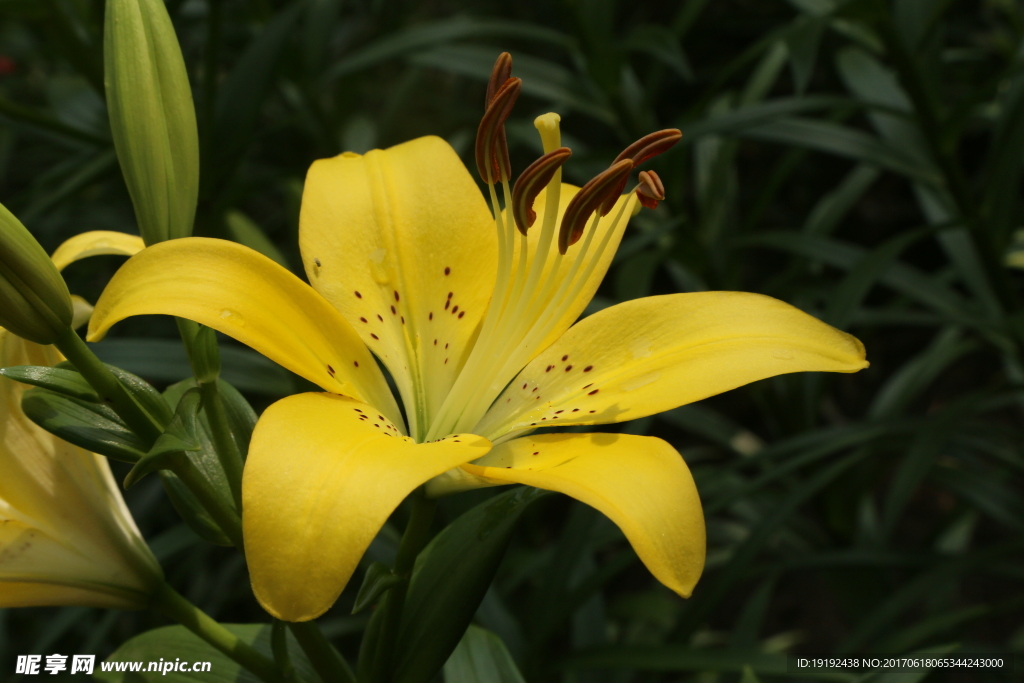百合花