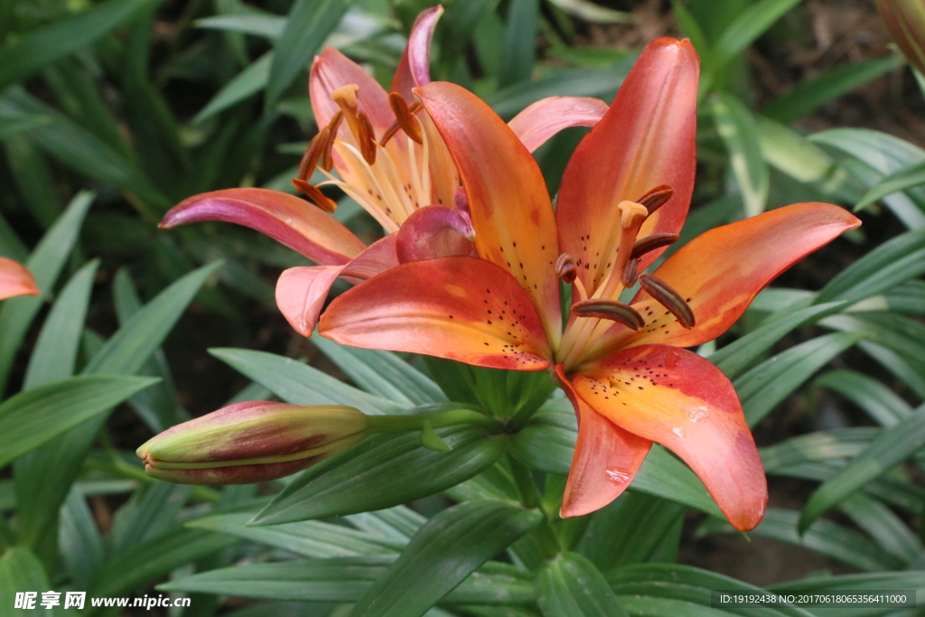 百合花