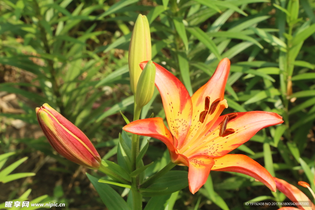 百合花