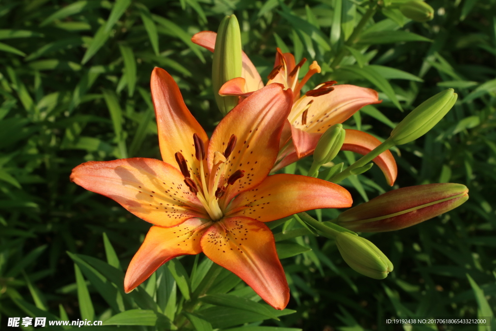 百合花