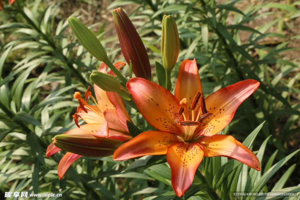 百合花