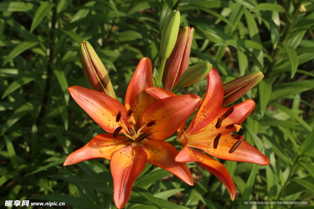 百合花