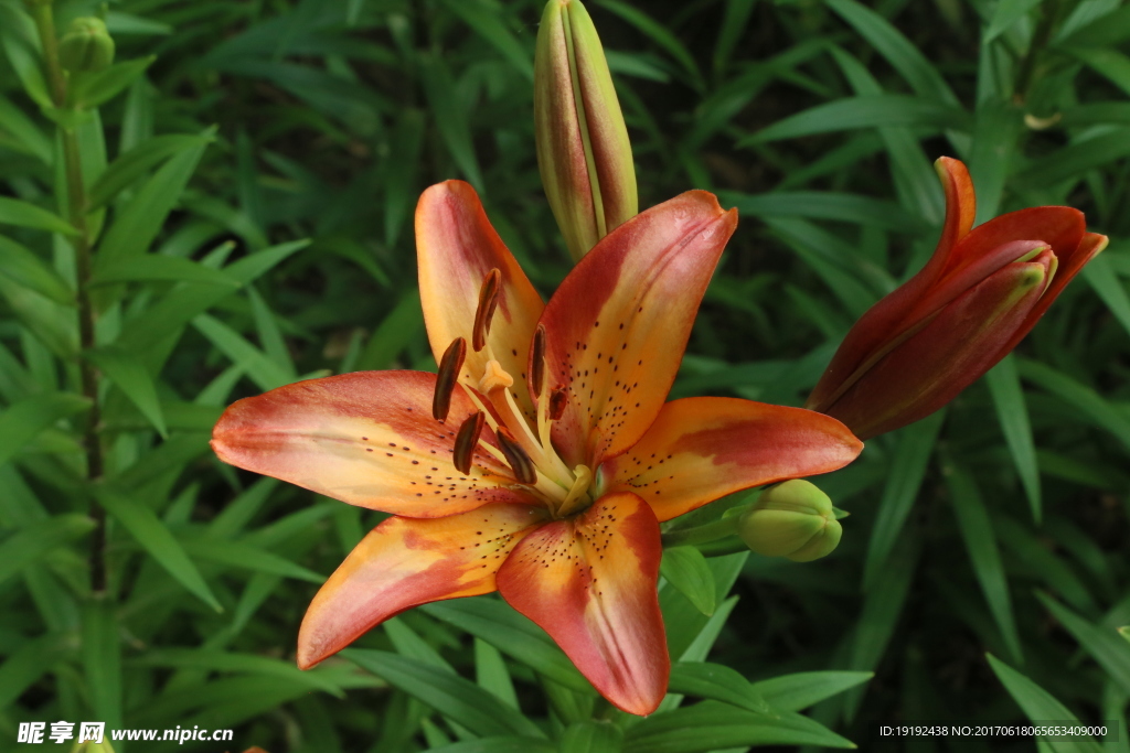百合花