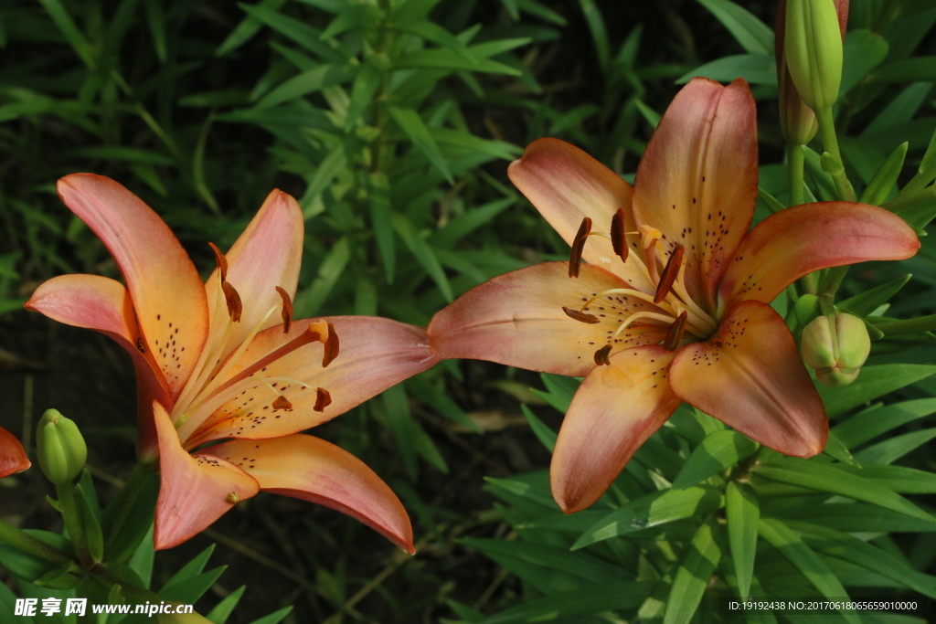 百合花