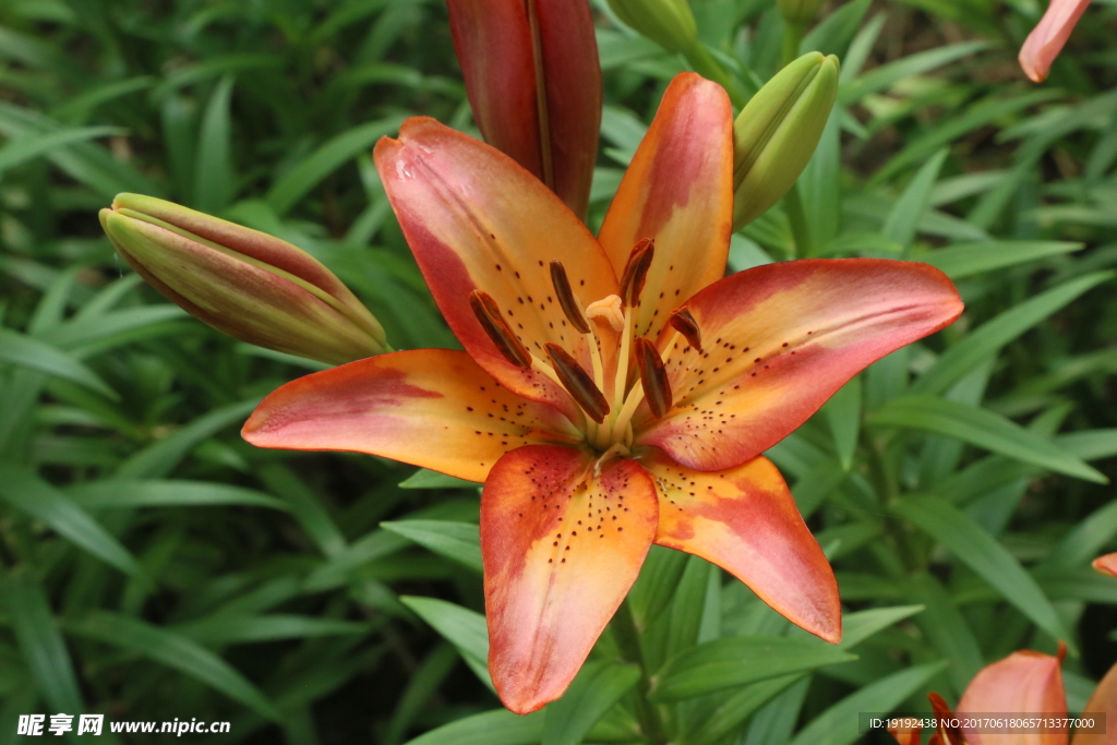 百合花