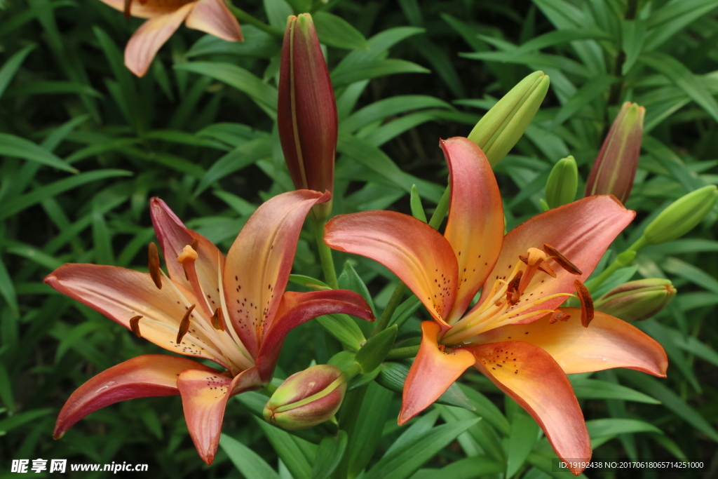 百合花