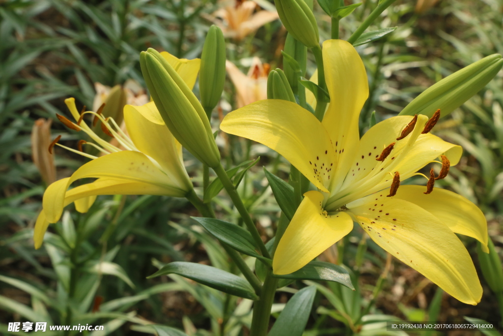 百合花
