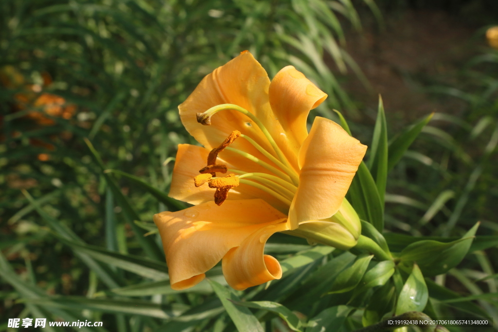百合花