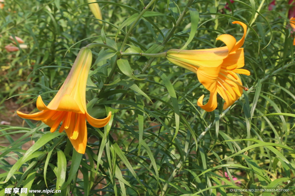 百合花