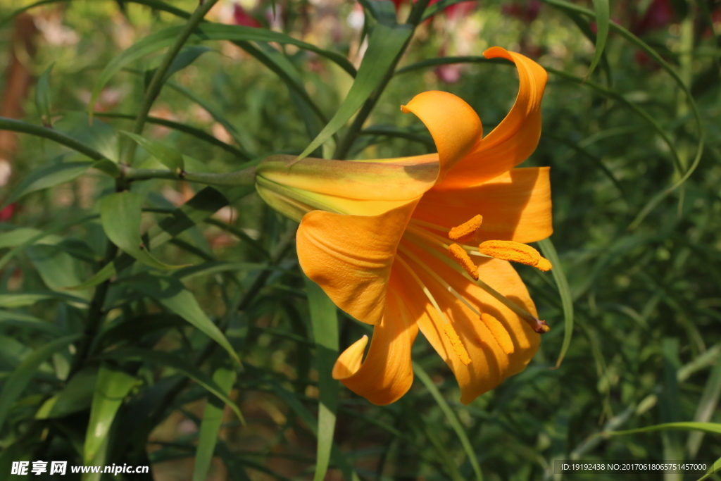 百合花
