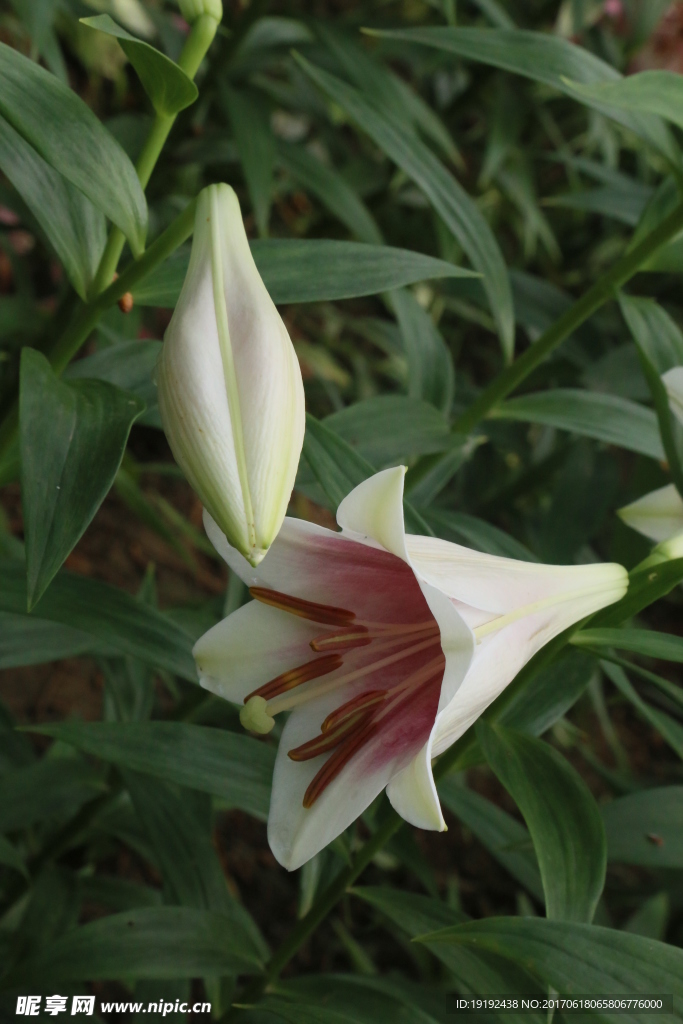 百合花