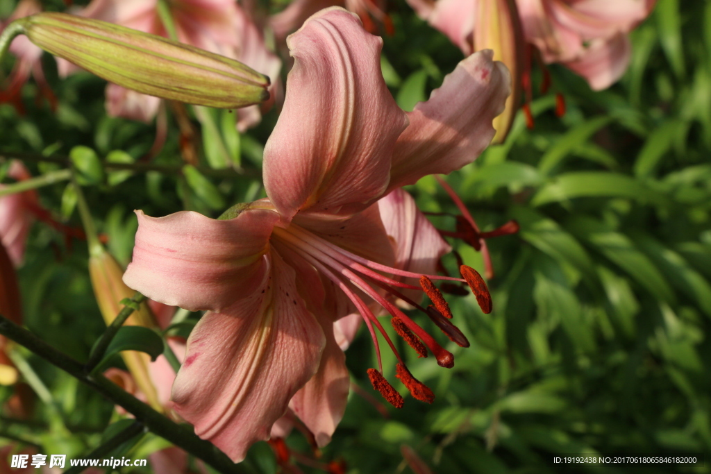百合花