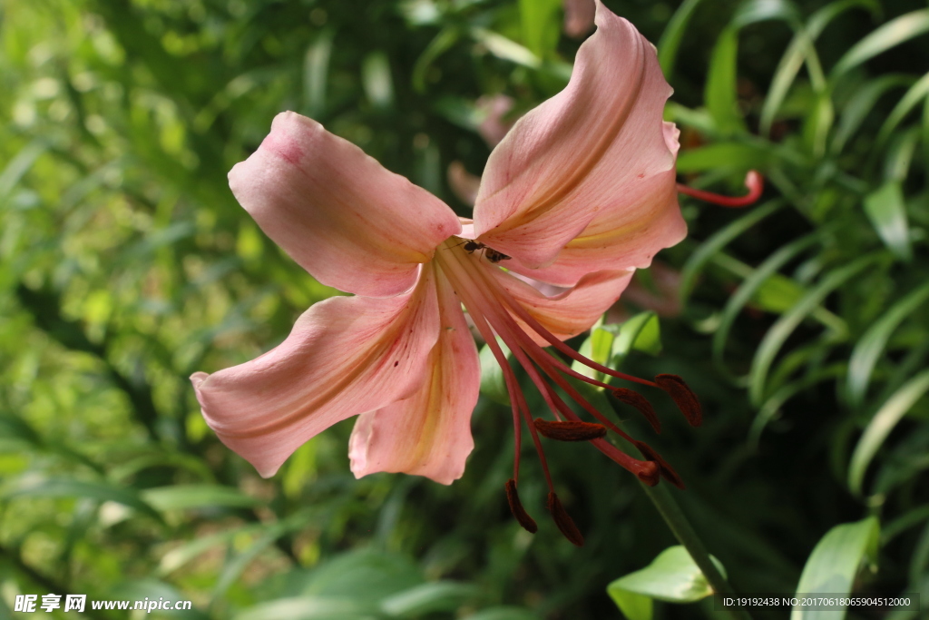 百合花