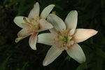 百合花