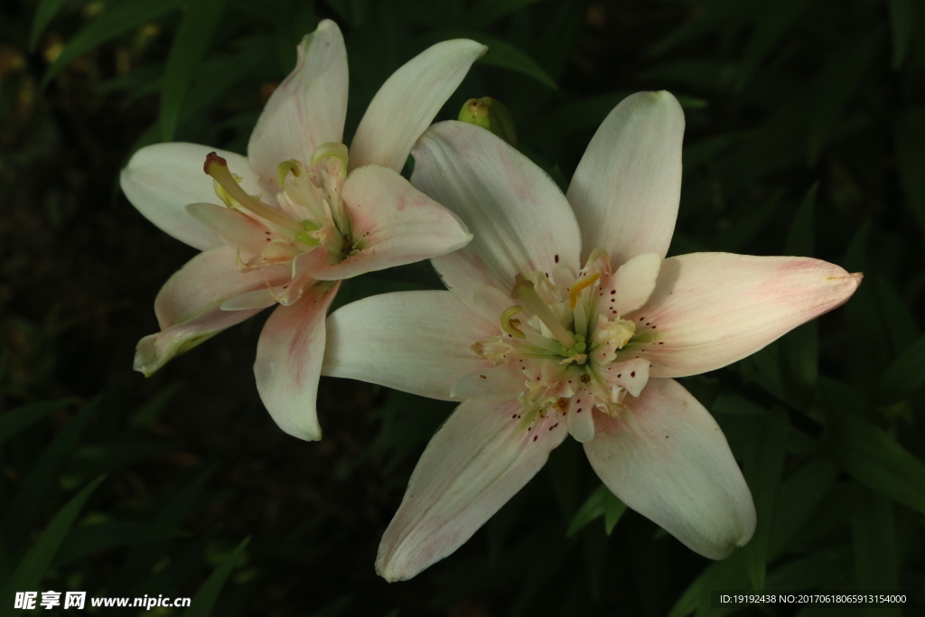 百合花