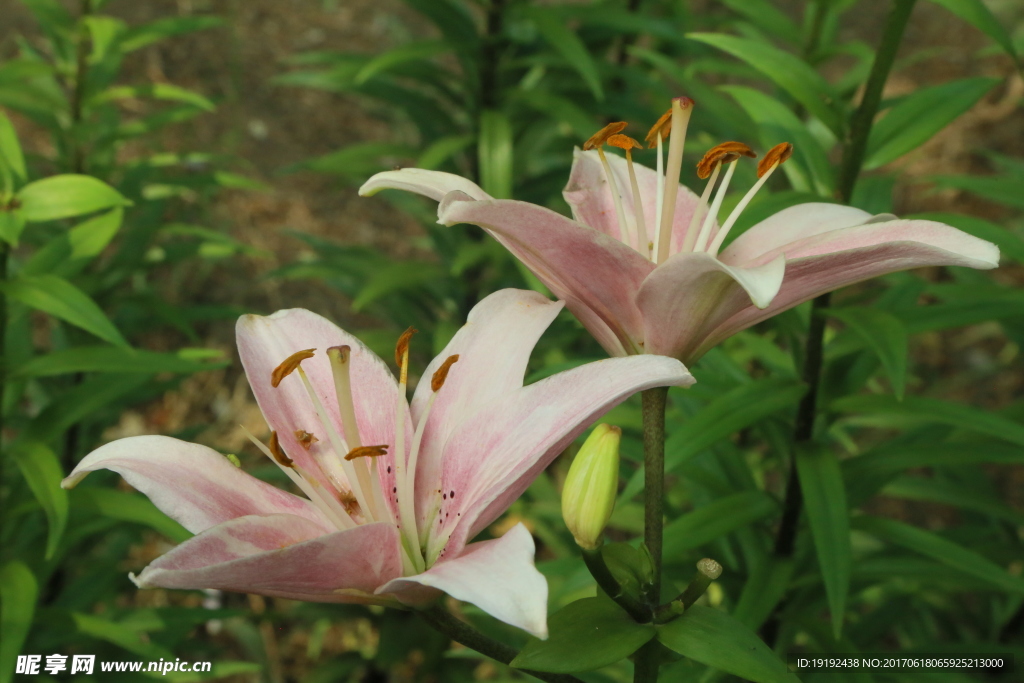 百合花