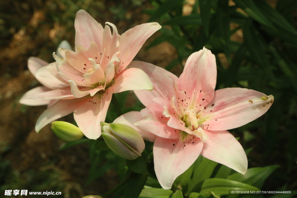 百合花