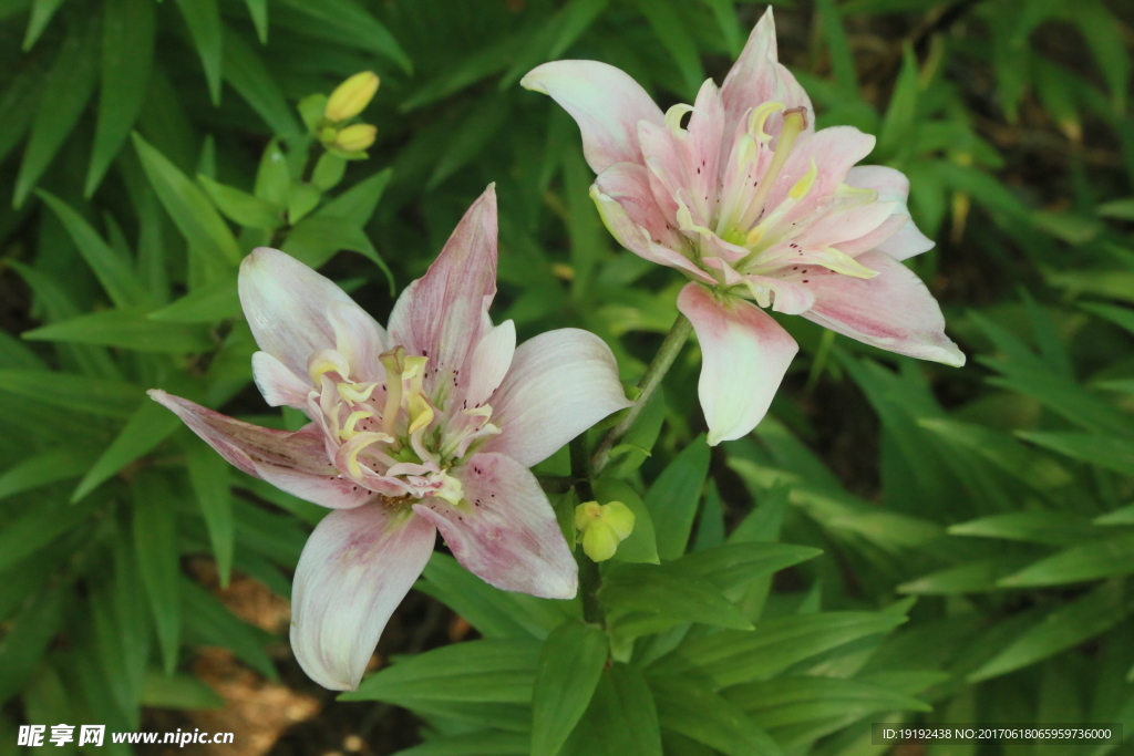 百合花