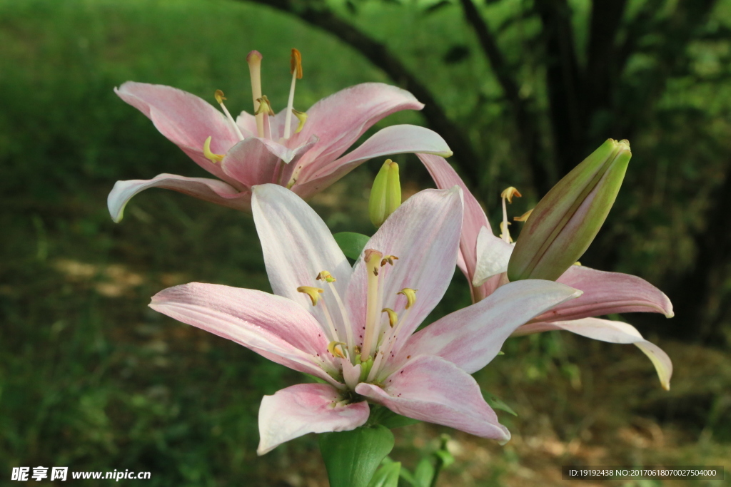 百合花