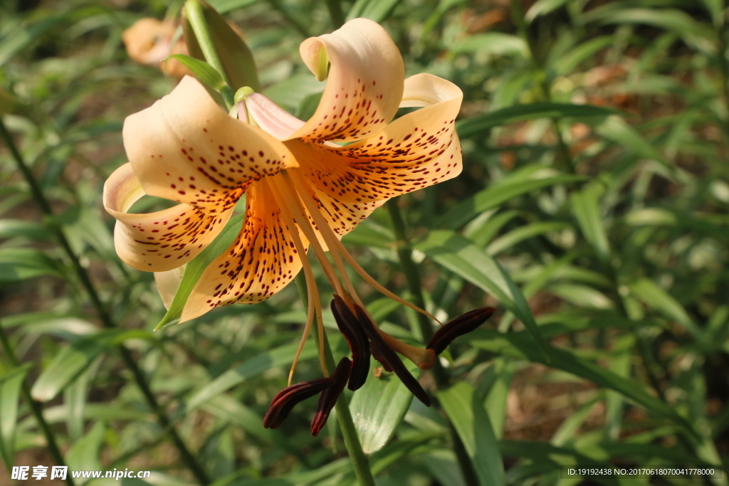 百合花